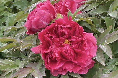 長清金箭山賞花節周六開幕 萬株牡丹爭奇斗艷