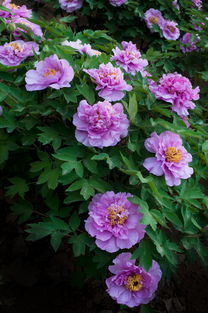 牡丹花開正盛，芍藥含苞待放，洛陽牡丹公園春色滿園