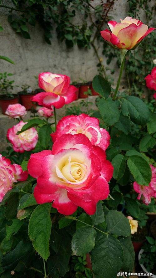 賞花何必獨牡丹？精品月季“紅雙喜”，花中皇后更勝芳